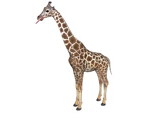 精品动物模型 长颈鹿
